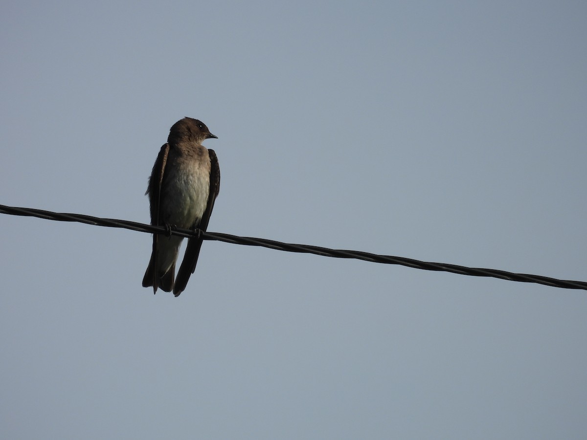 Northern Rough-winged Swallow - ML620017443