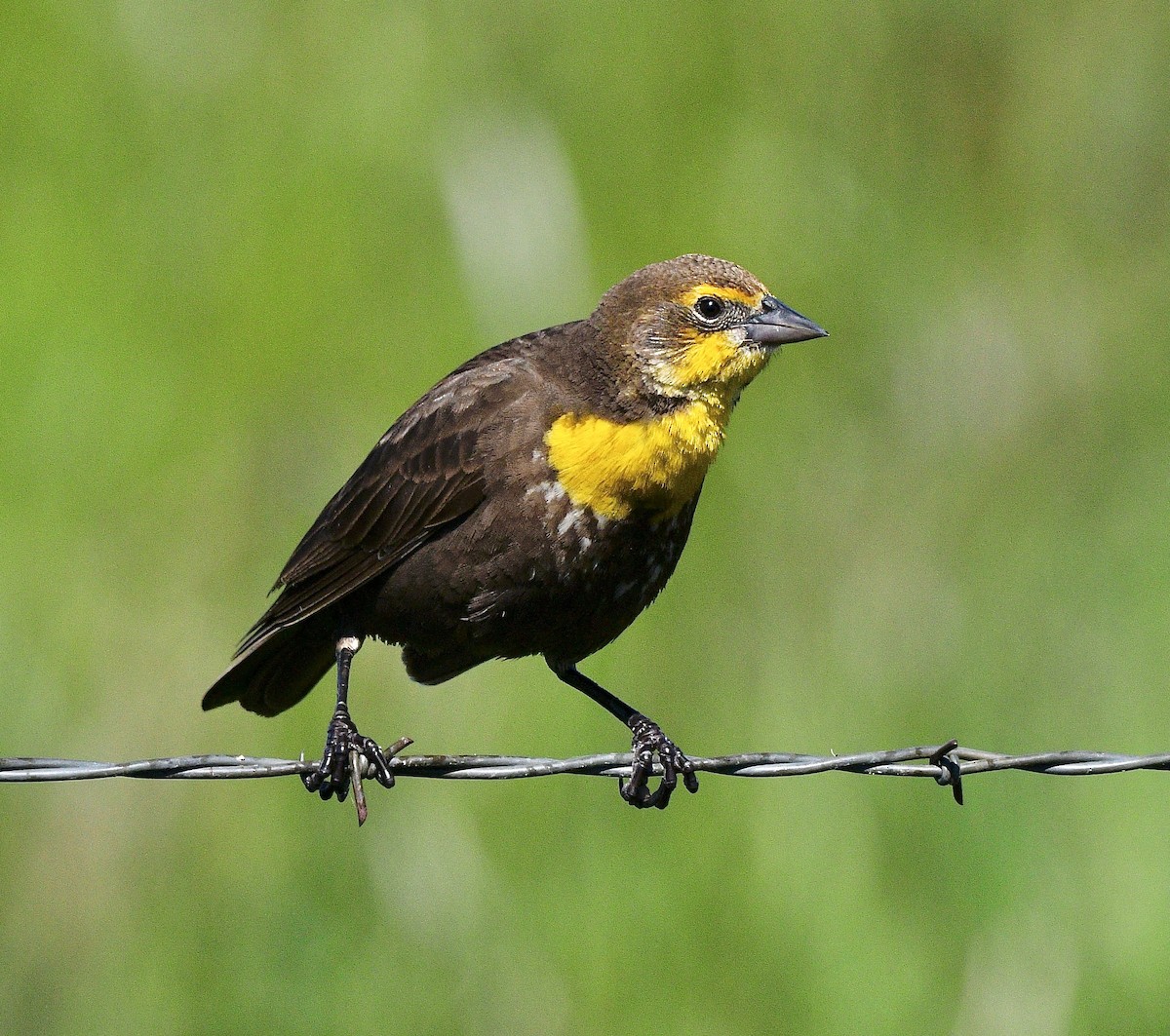 Yellow-headed Blackbird - ML620017485