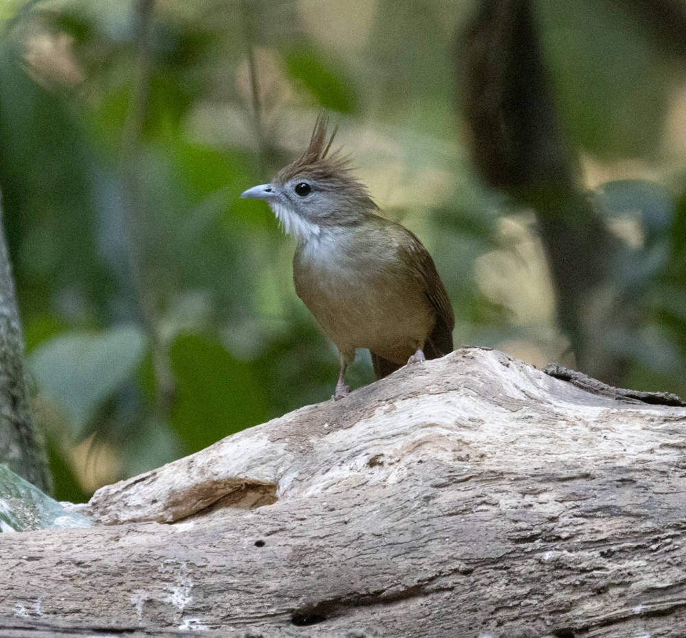 Puff-throated Bulbul - Lindy Fung