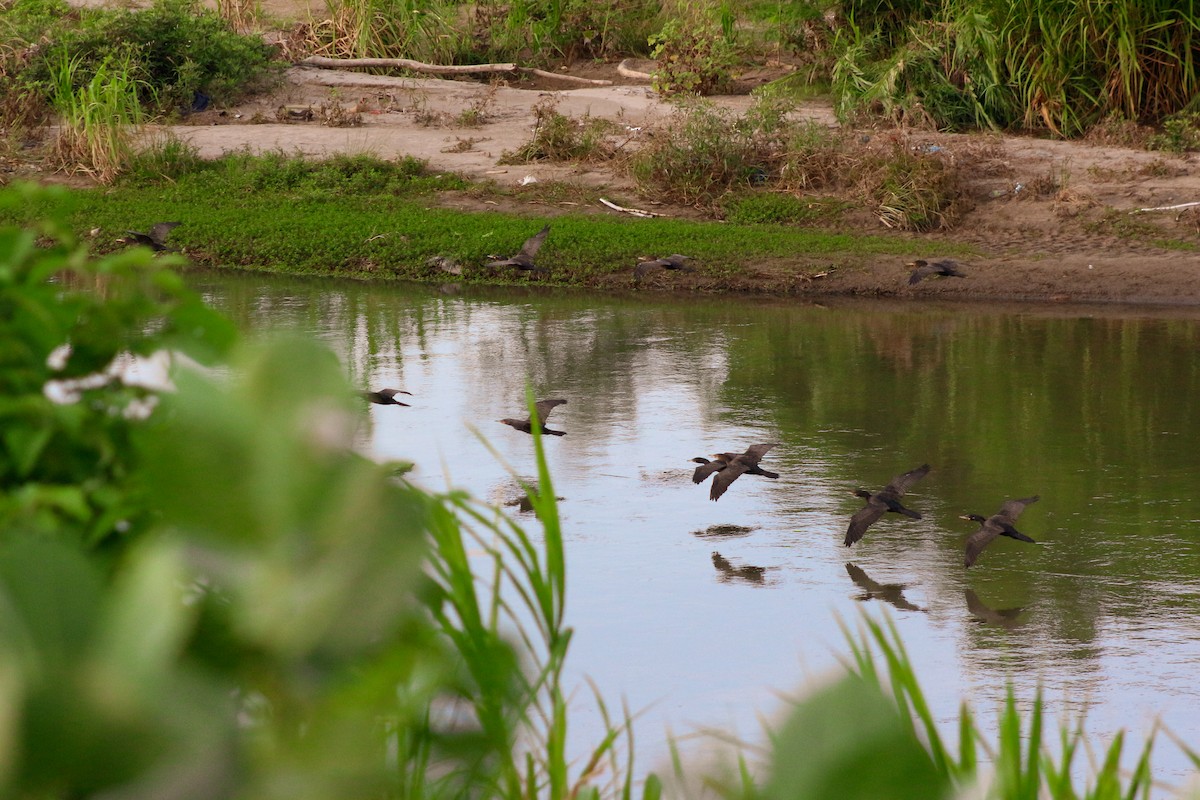 Neotropic Cormorant - ML620017501