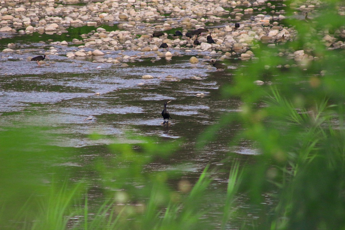 Cormoran vigua - ML620017502