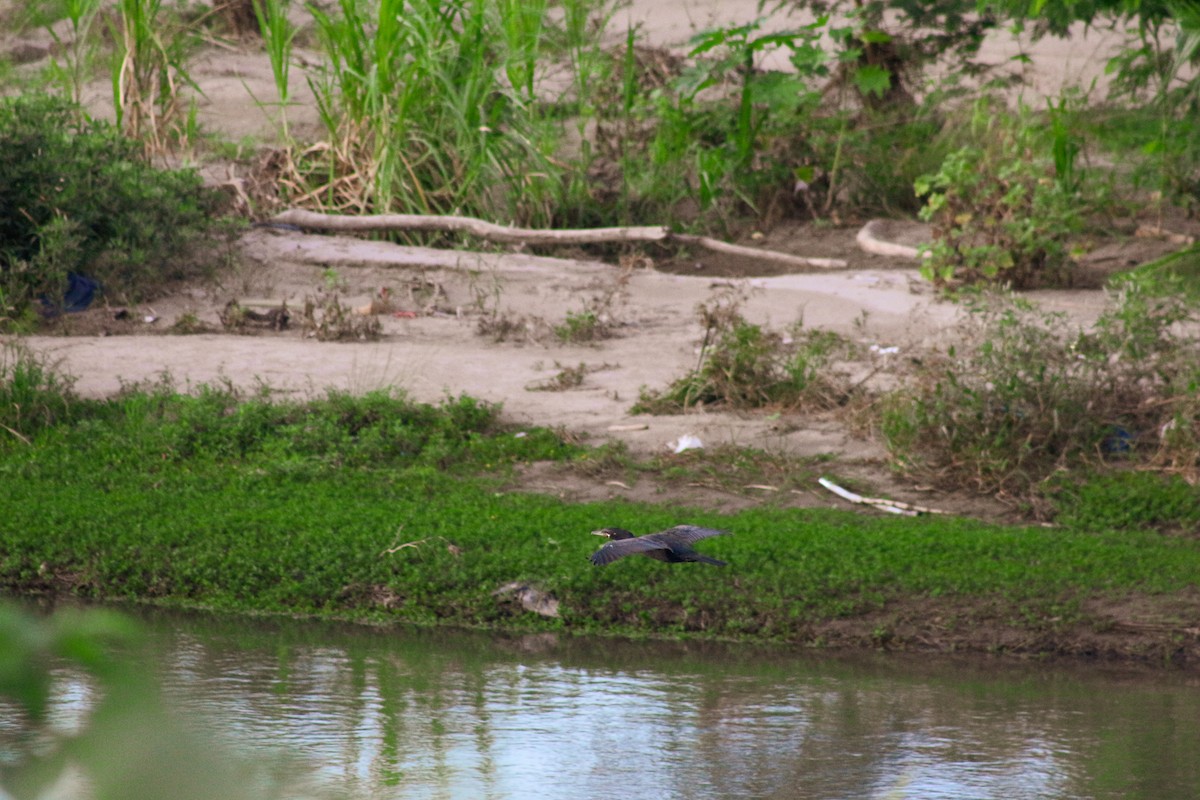 Cormoran vigua - ML620017503