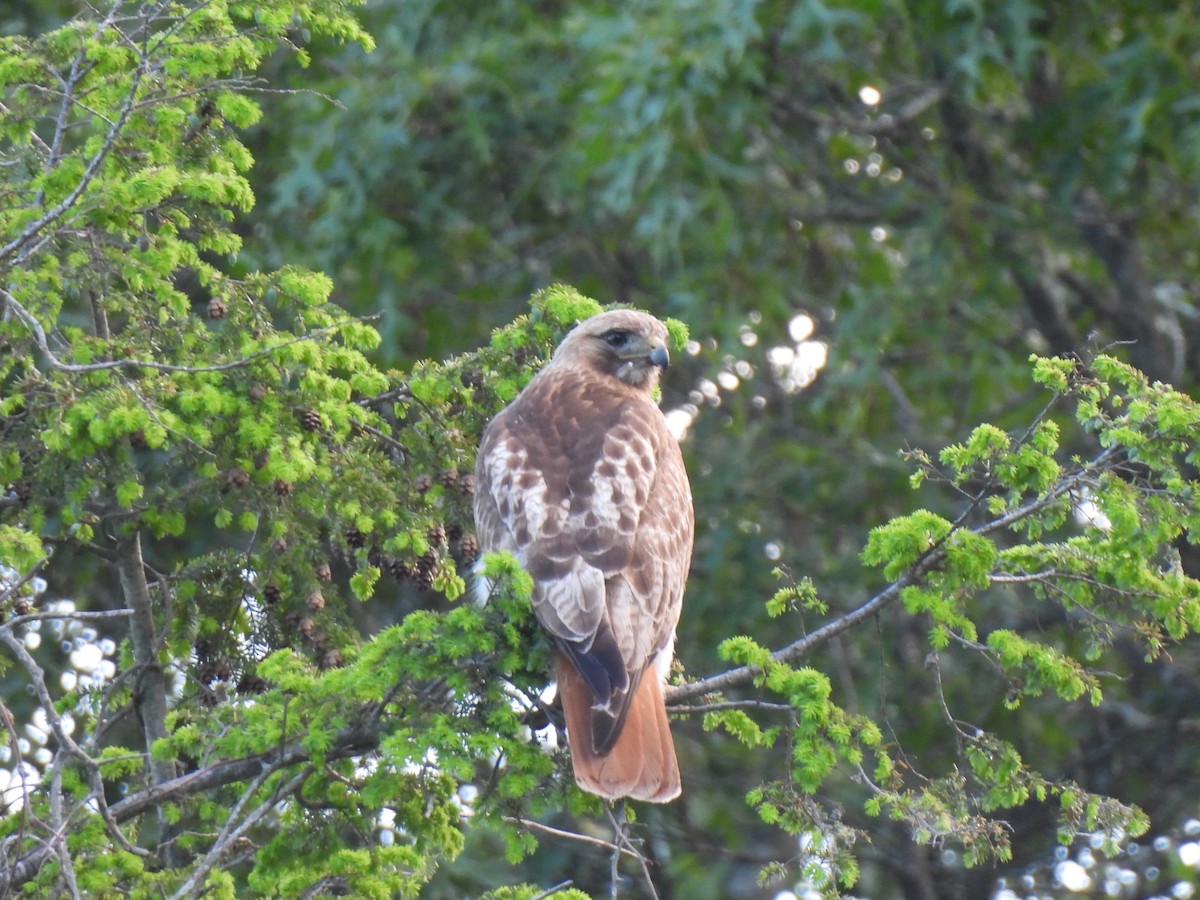 Red-tailed Hawk - ML620017522