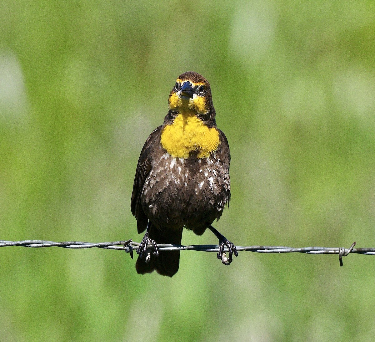 Yellow-headed Blackbird - ML620017531