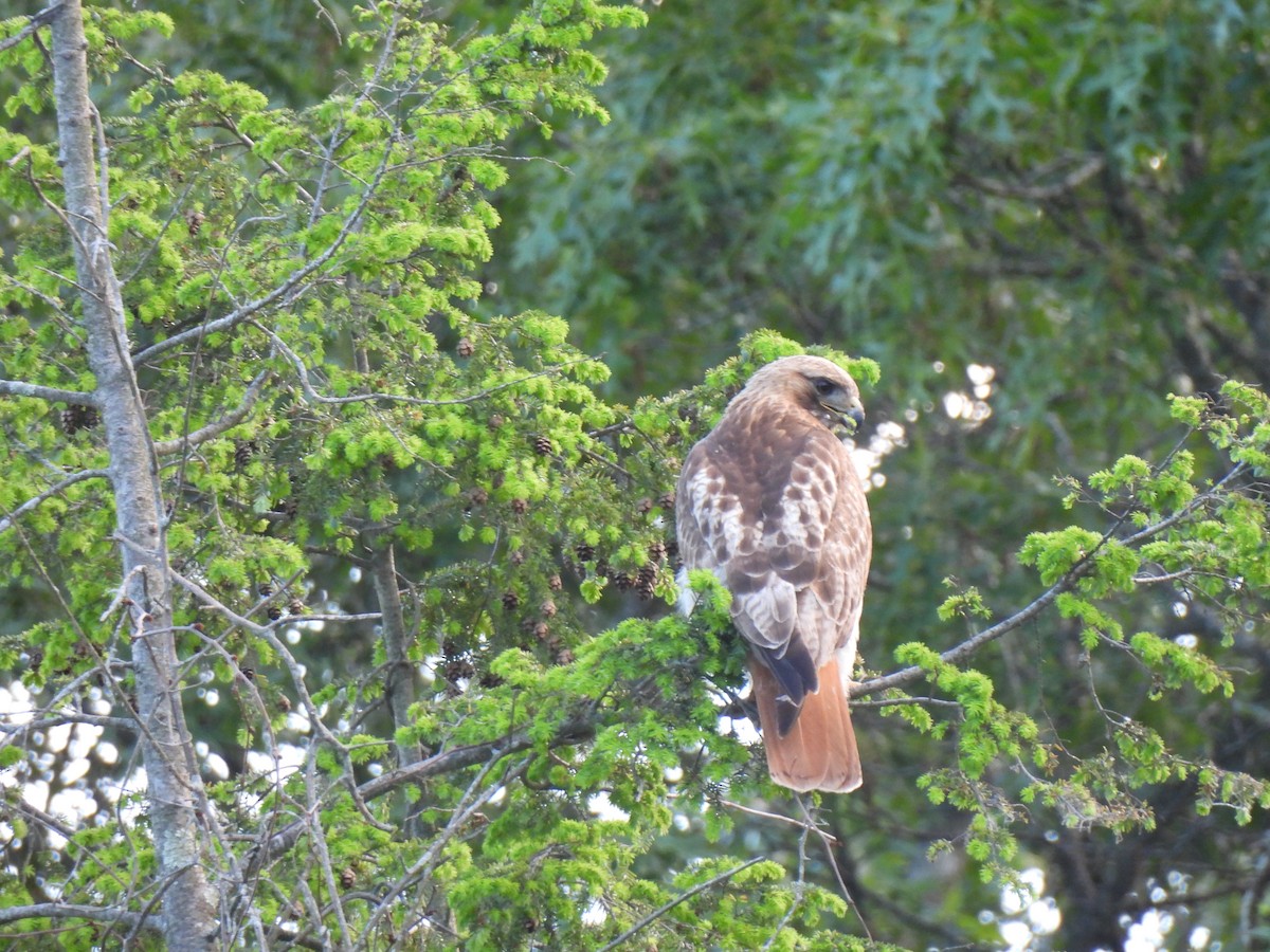 Red-tailed Hawk - ML620017533