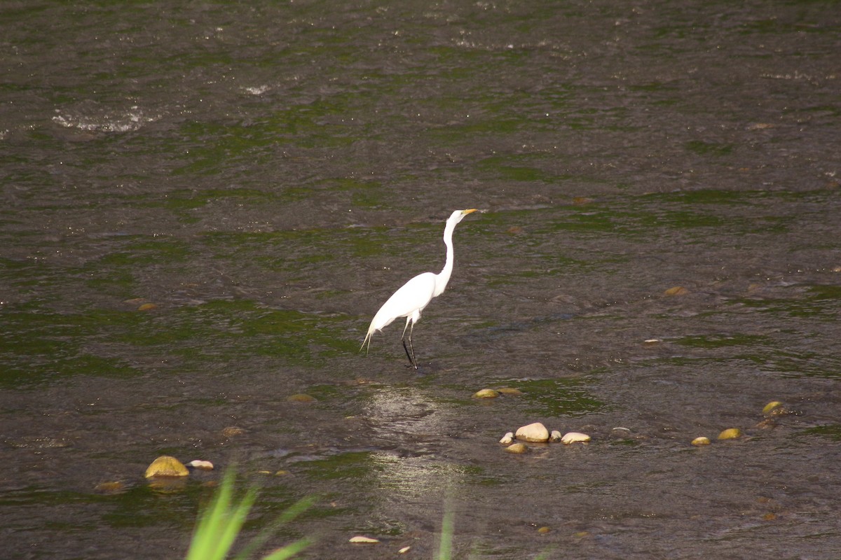 Great Egret - ML620017559