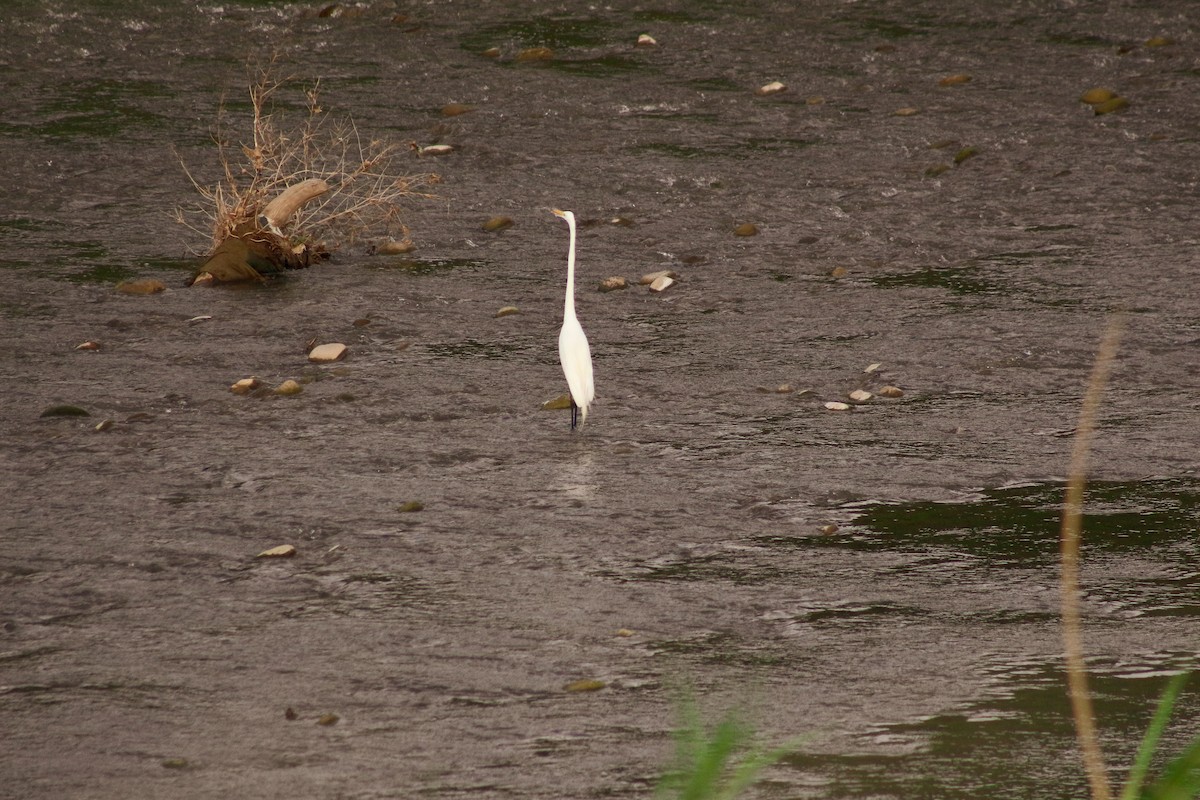 Great Egret - ML620017560