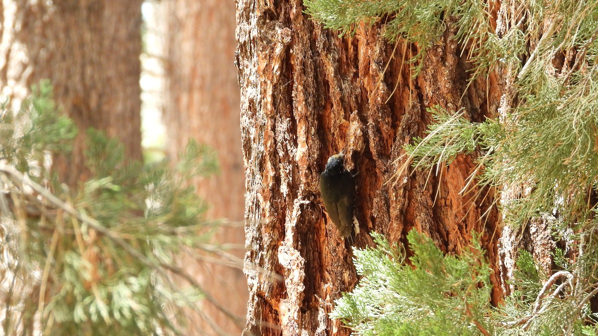 Black-backed Woodpecker - ML620017564