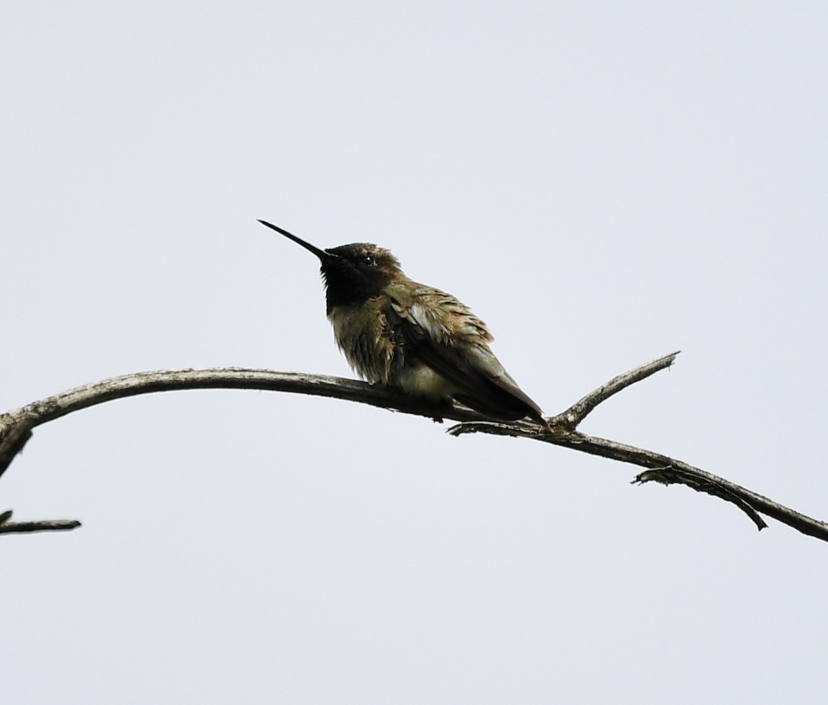 Kara Boğazlı Kolibri - ML620017565
