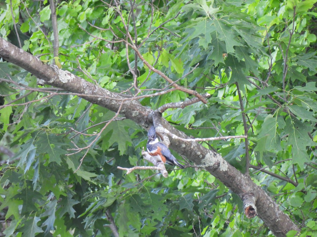 Belted Kingfisher - ML620017569