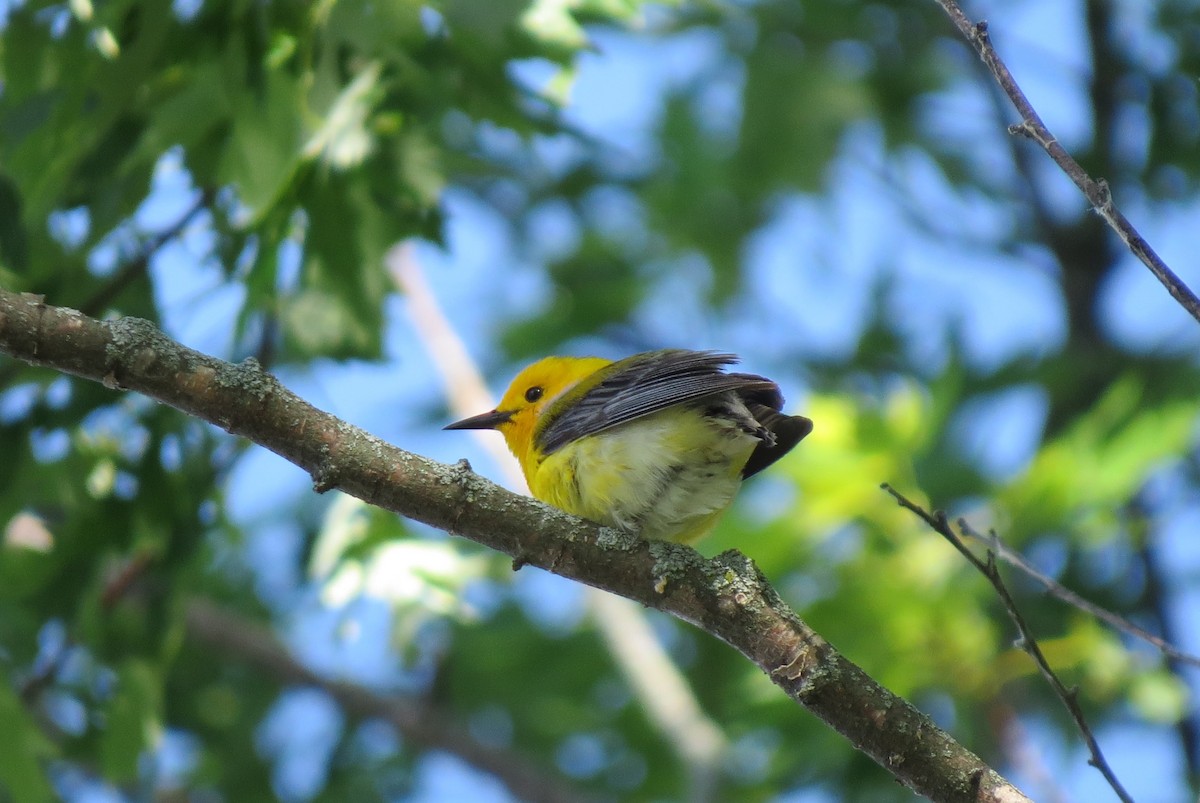 Prothonotary Warbler - ML620017572