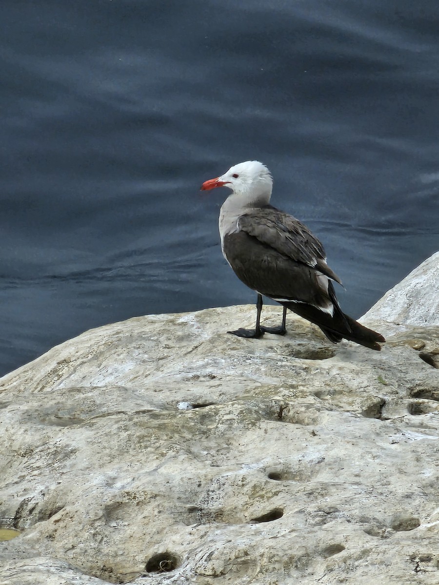 Heermann's Gull - ML620017579