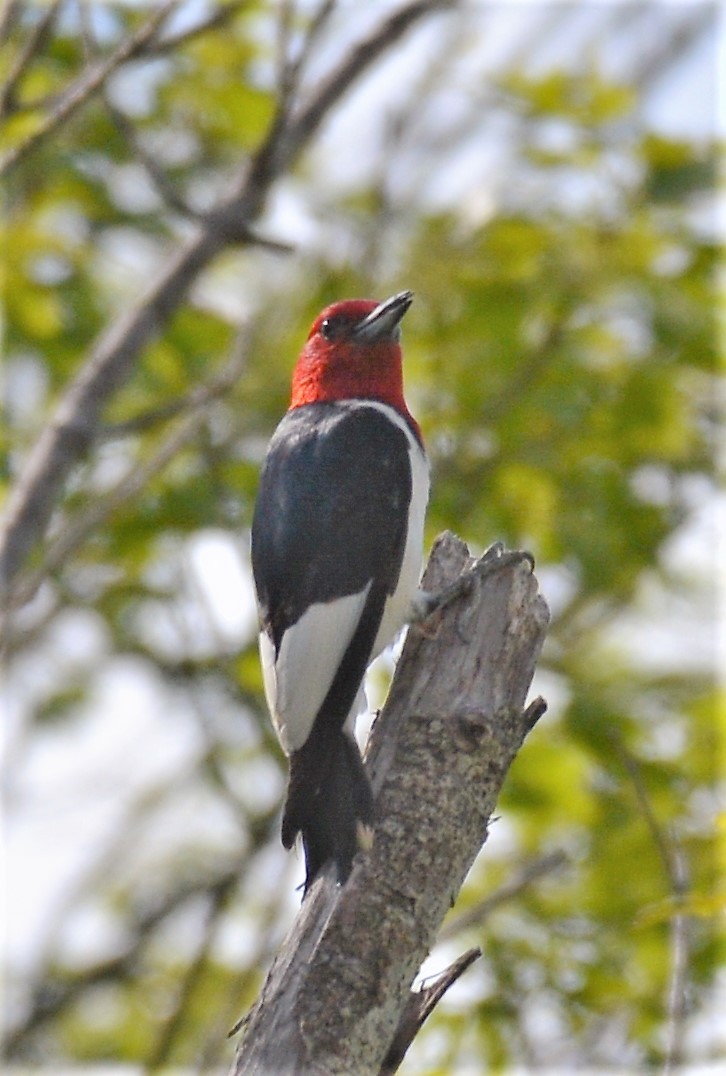 Red-headed Woodpecker - ML620017580