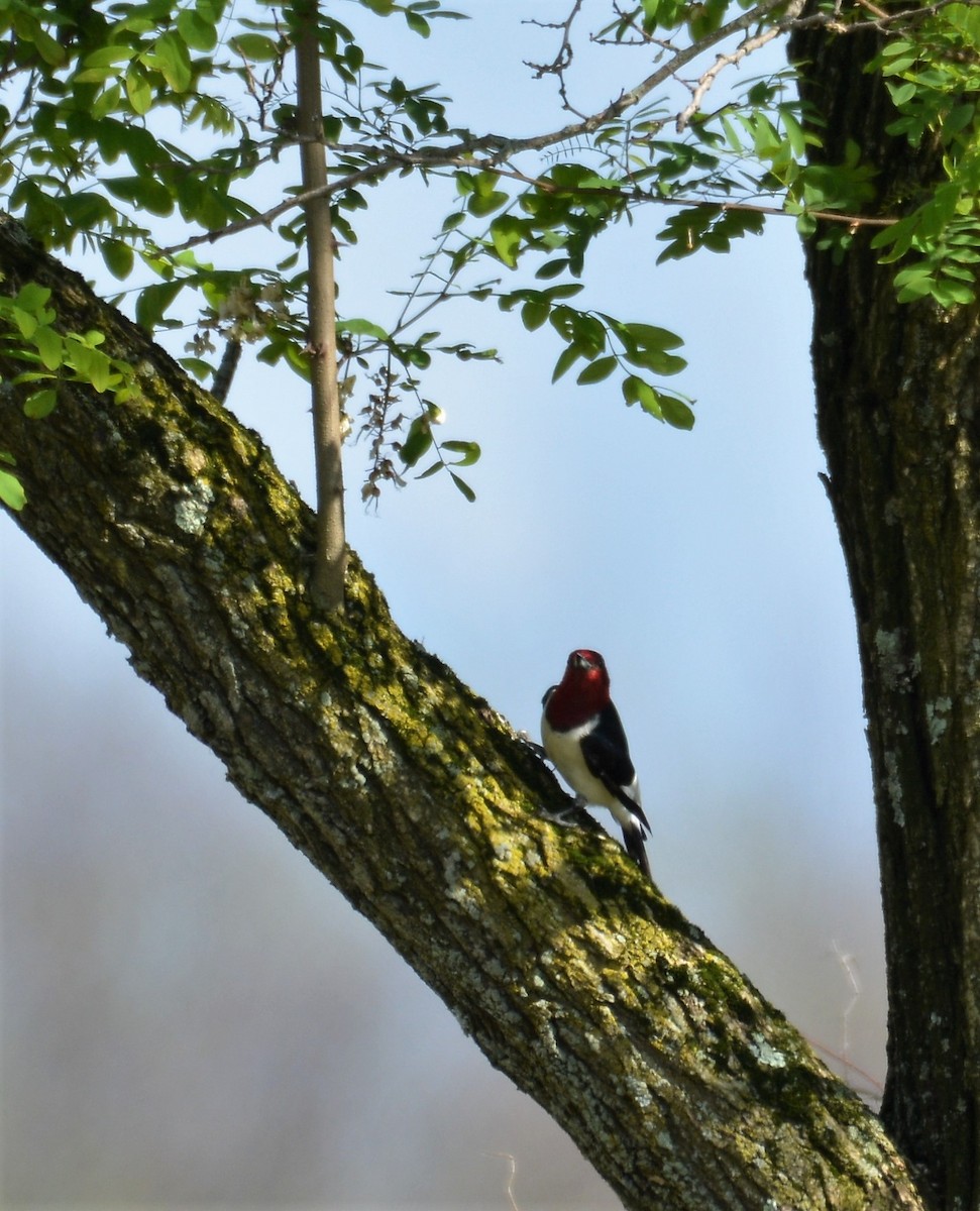 Red-headed Woodpecker - ML620017583