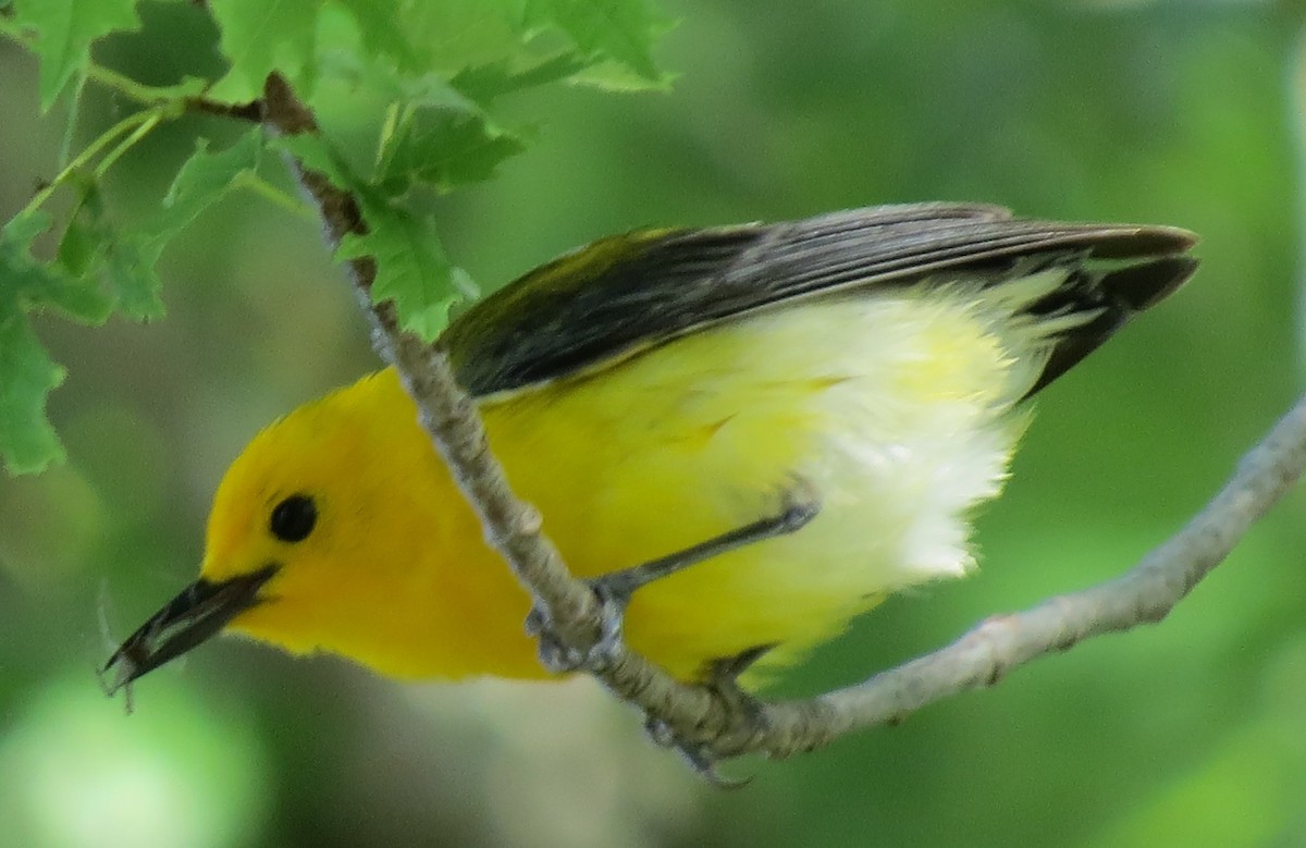 Prothonotary Warbler - ML620017593