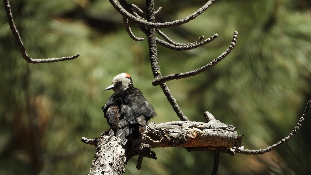 White-headed Woodpecker - ML620017598