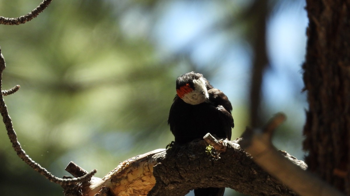 White-headed Woodpecker - ML620017610