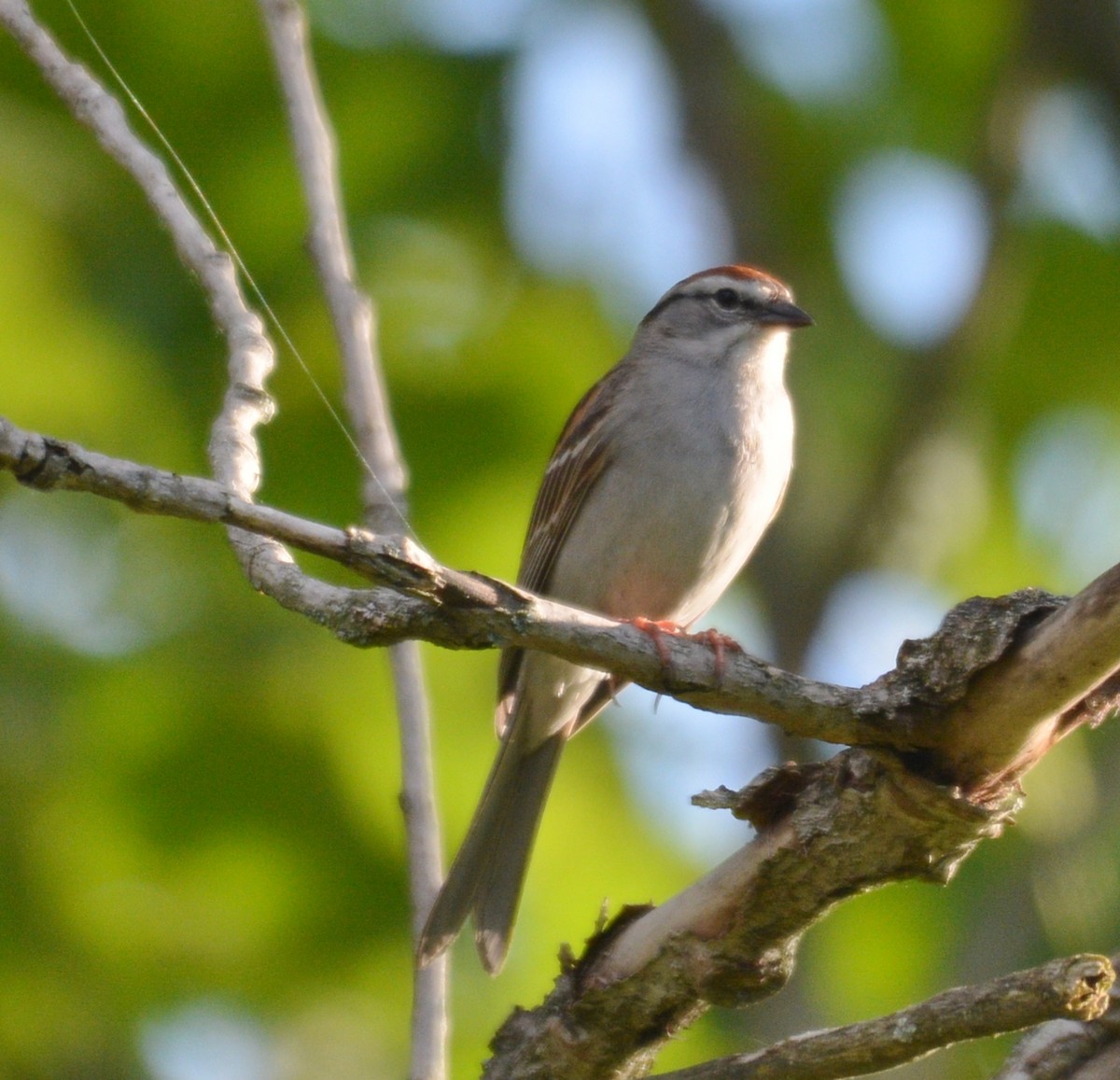 Chipping Sparrow - ML620017611