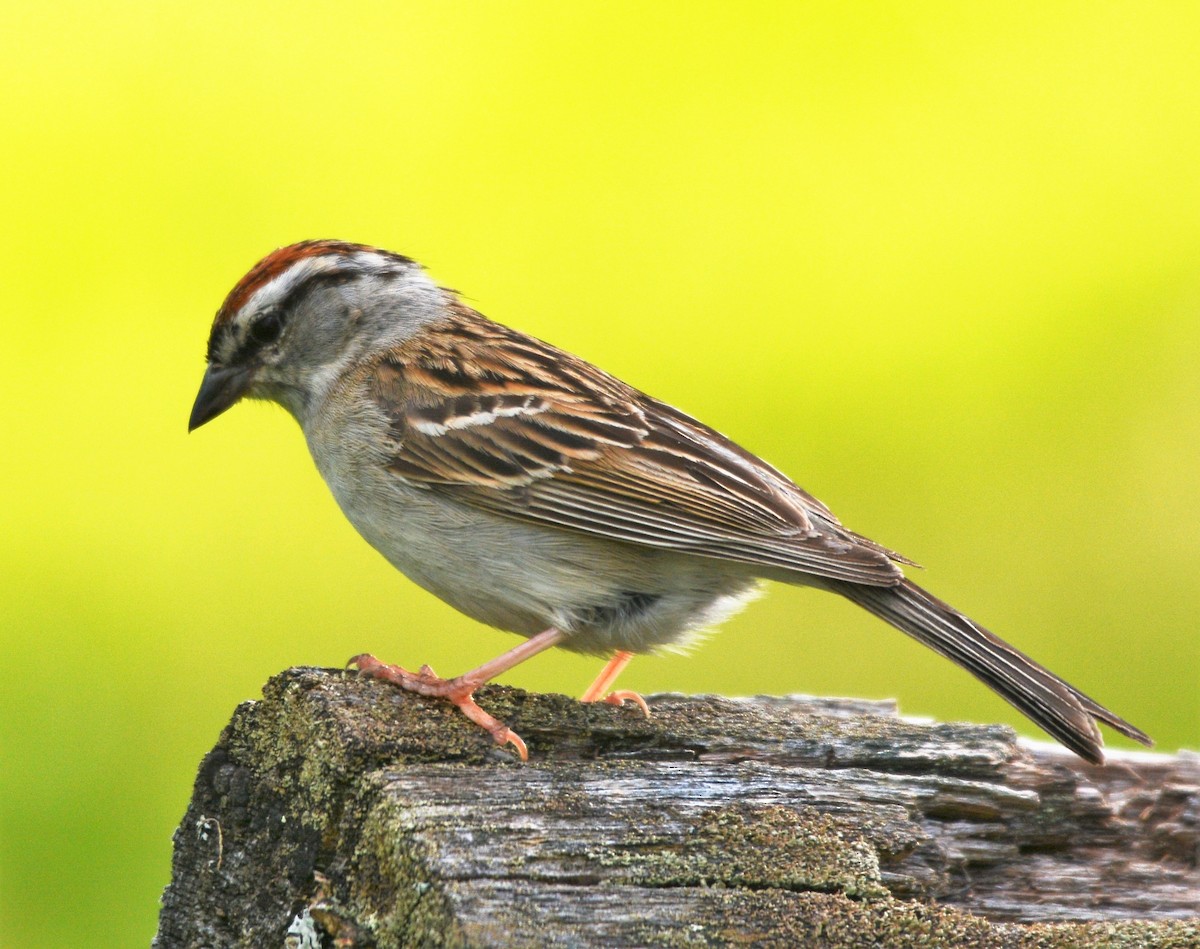 Chipping Sparrow - ML620017616