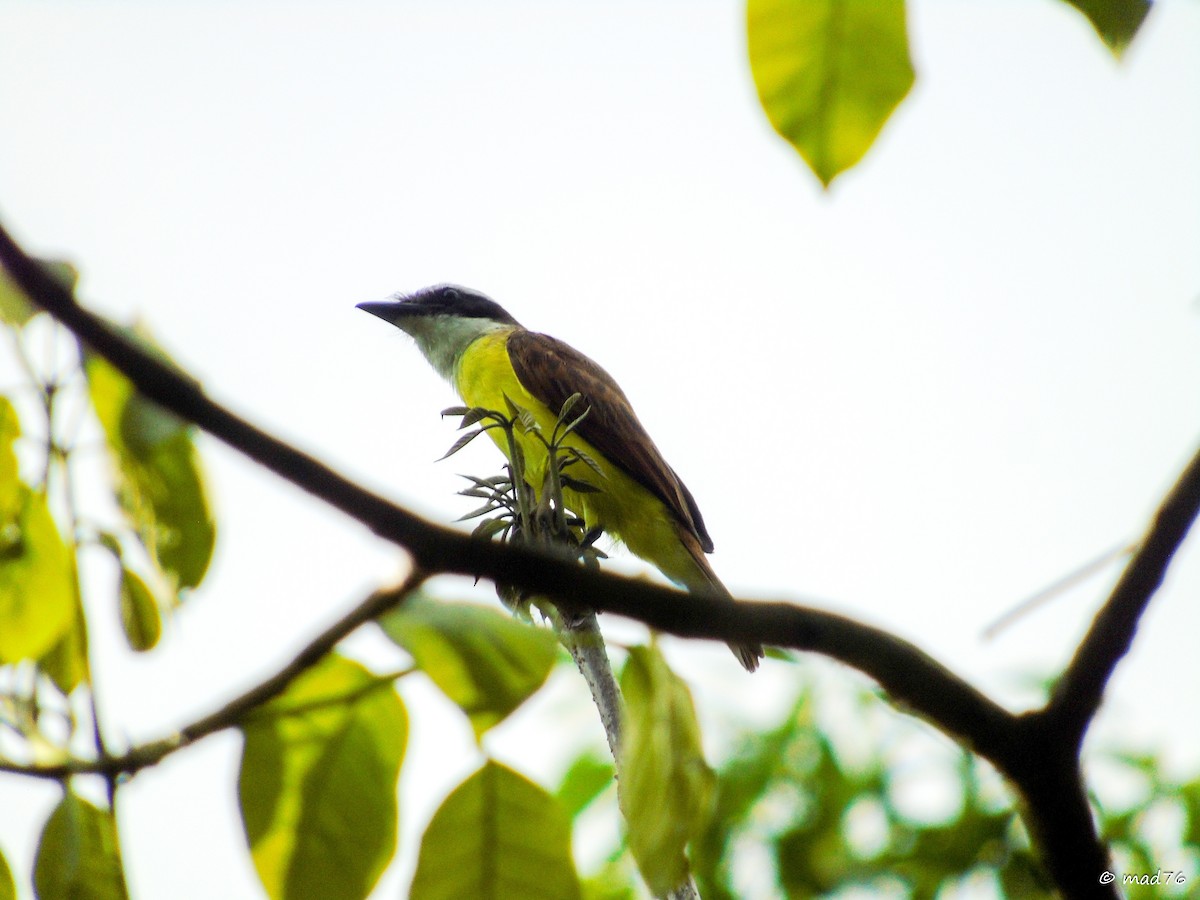 Boat-billed Flycatcher - ML620017620