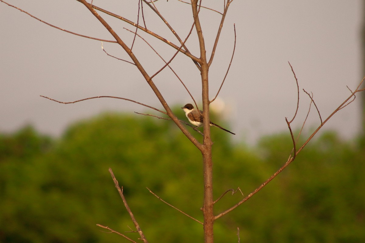 Fork-tailed Flycatcher - ML620017626