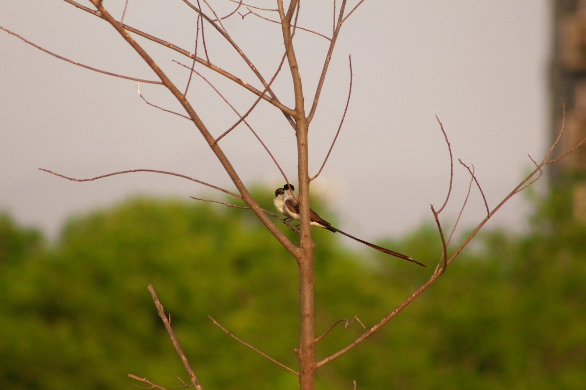 Fork-tailed Flycatcher - Jose Alides Gómez Peñuela