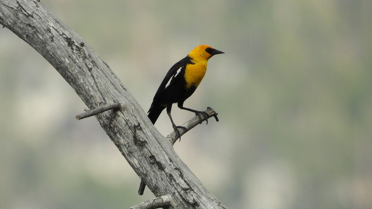 Yellow-headed Blackbird - ML620017709
