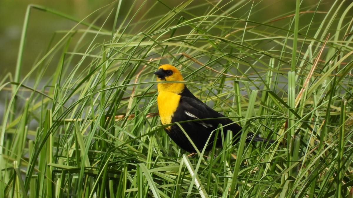 Yellow-headed Blackbird - ML620017713