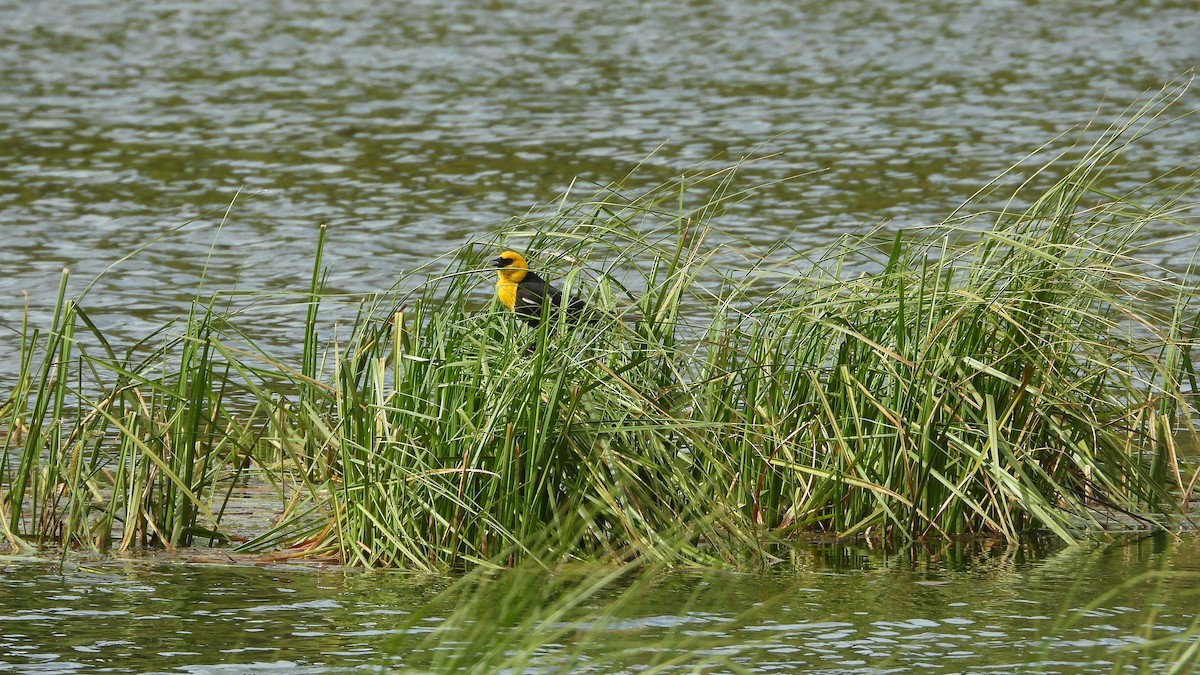 Yellow-headed Blackbird - ML620017715