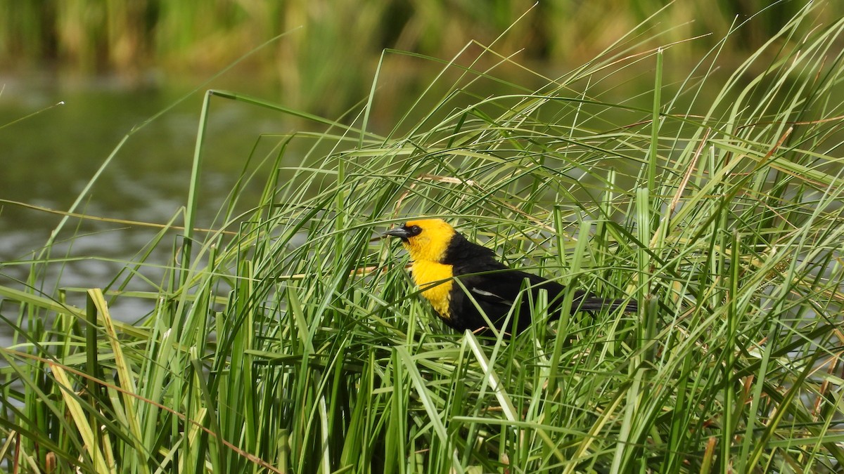 Yellow-headed Blackbird - ML620017718