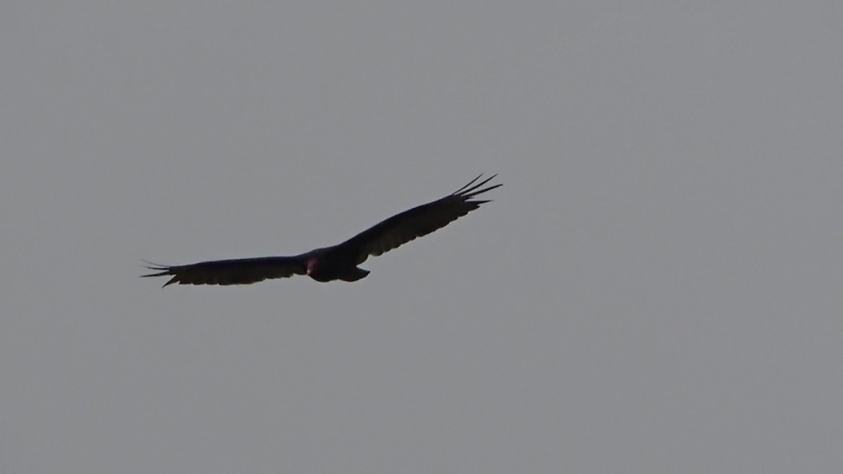 Turkey Vulture - ML620017740