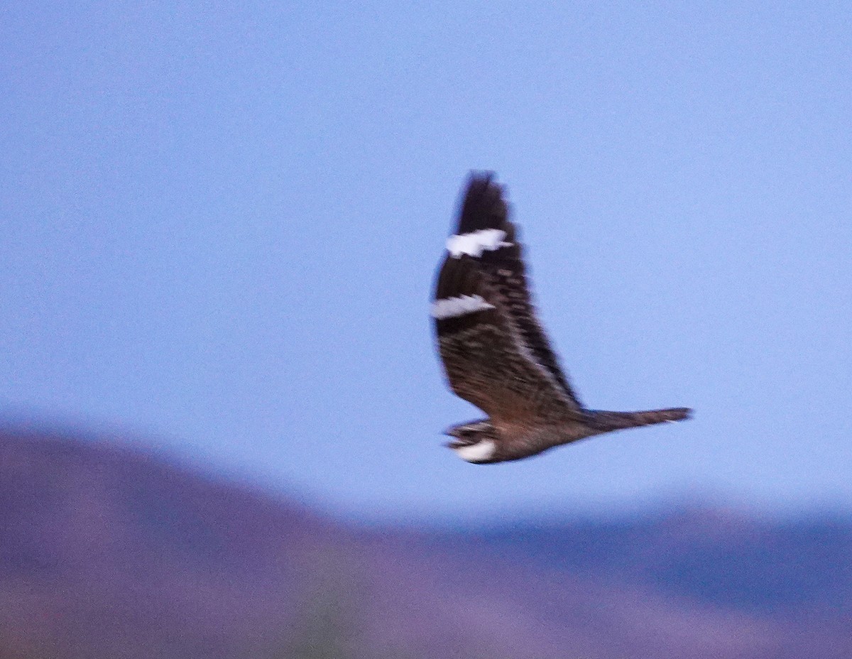 Lesser Nighthawk - ML620017772