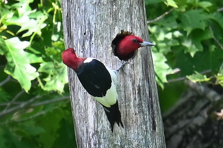 Red-headed Woodpecker - ML620017787