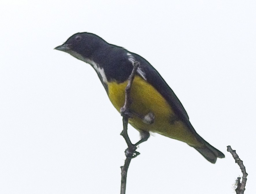 Yellow-bellied Flowerpecker - ML620017795