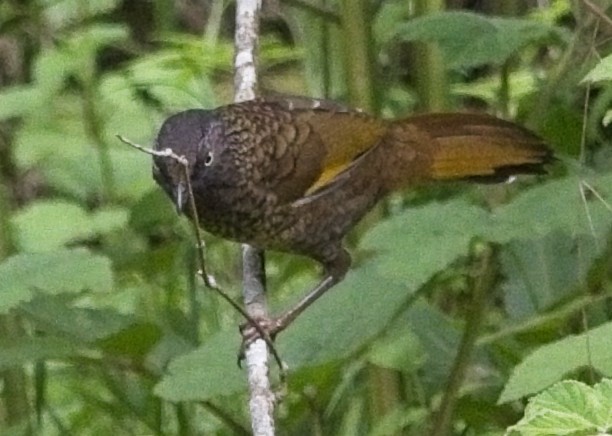 Scaly Laughingthrush - ML620017805