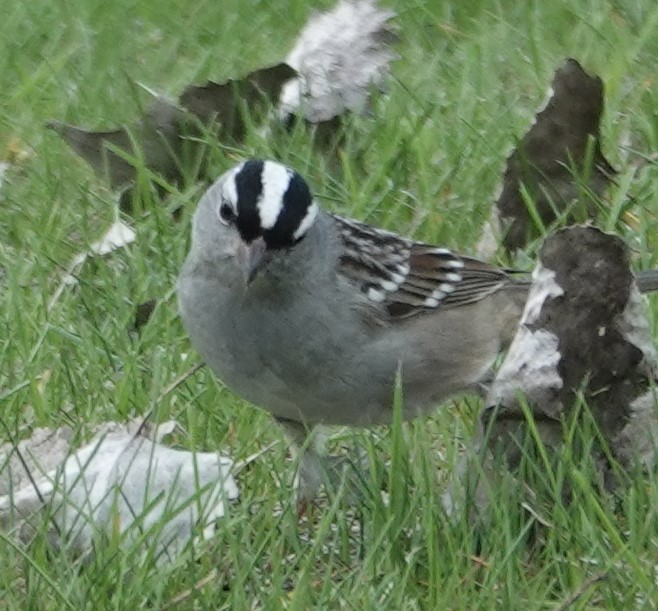 White-crowned Sparrow - ML620017807
