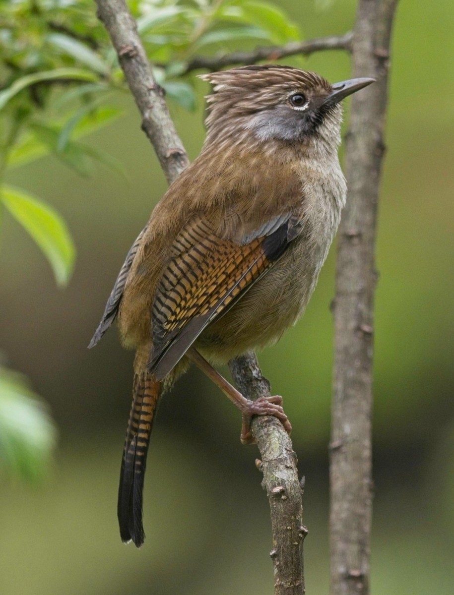 Hoary-throated Barwing - ML620017812