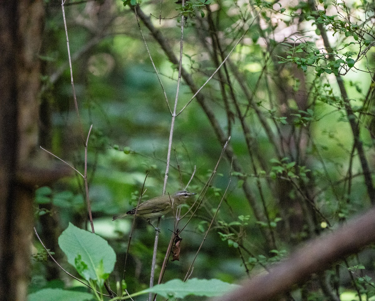 Vireo Ojirrojo - ML620017827