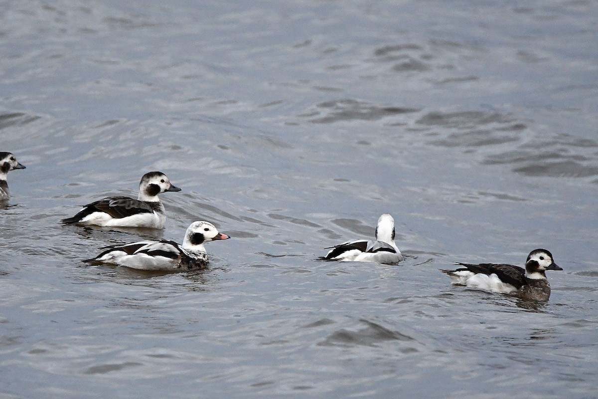 Long-tailed Duck - ML620017862