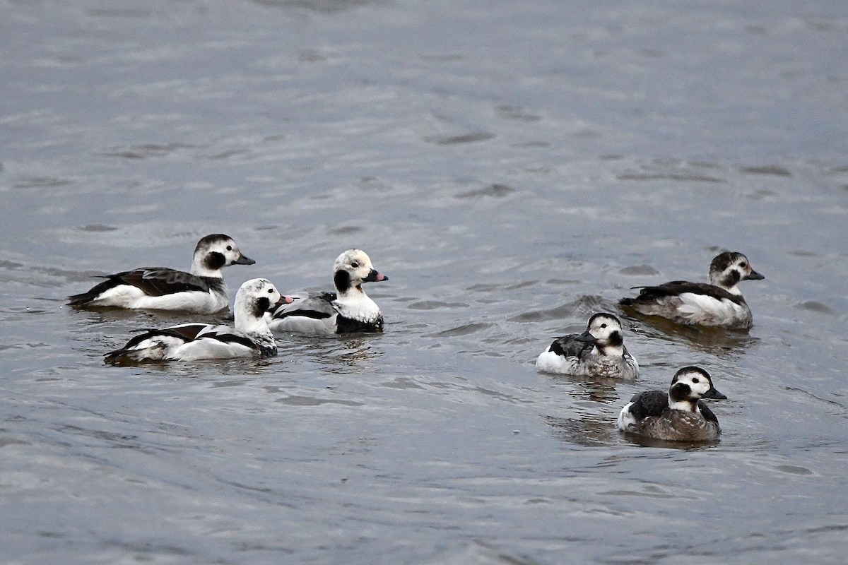 Long-tailed Duck - ML620017869