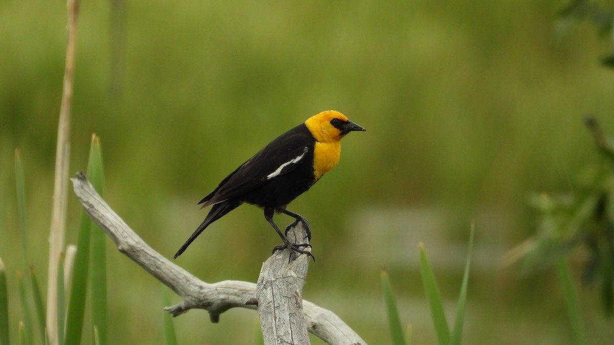 Yellow-headed Blackbird - ML620017870