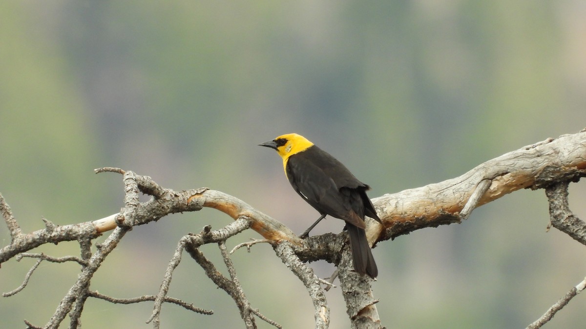 Yellow-headed Blackbird - ML620017871