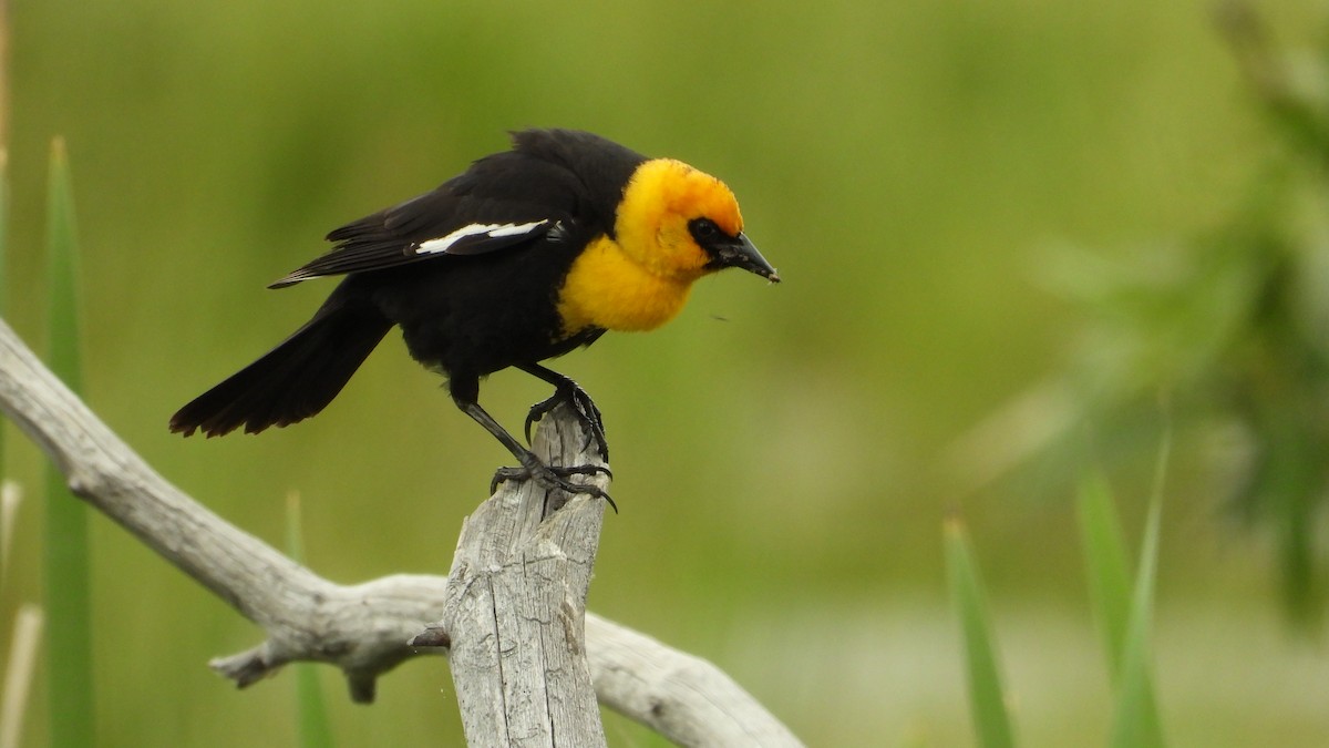 Yellow-headed Blackbird - ML620017874