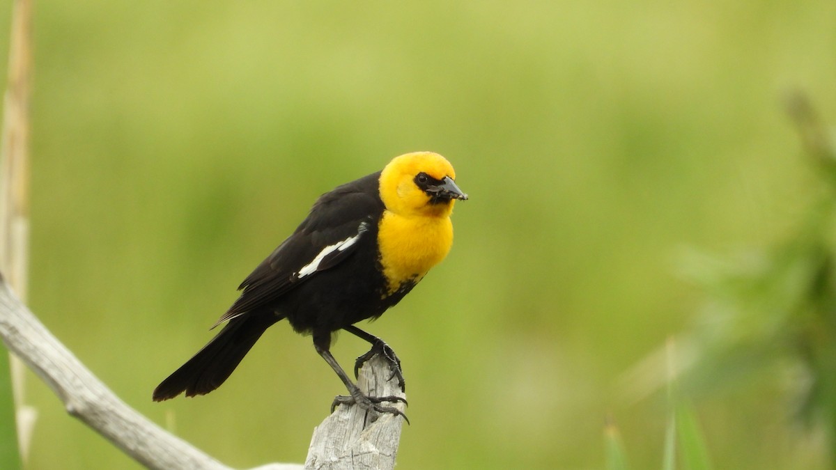 Yellow-headed Blackbird - ML620017876
