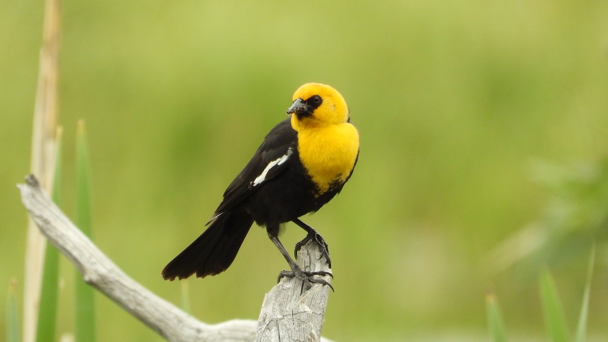 Yellow-headed Blackbird - ML620017880