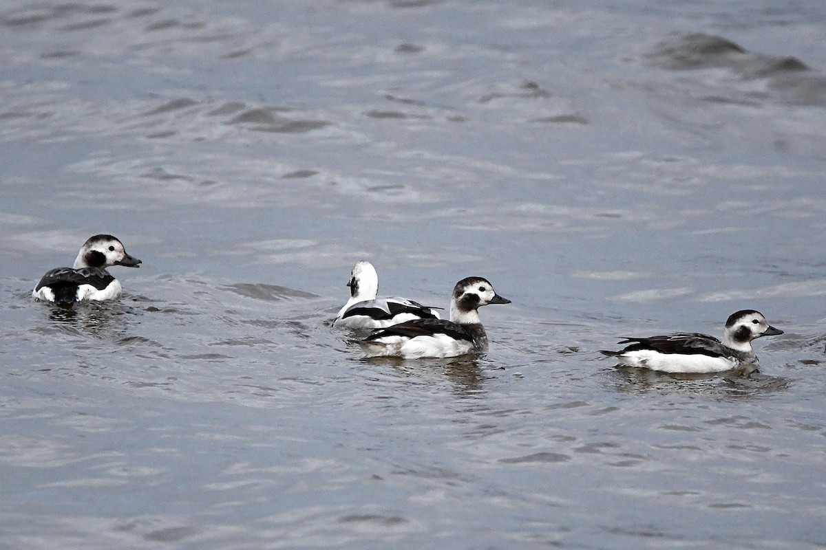 Long-tailed Duck - ML620017881
