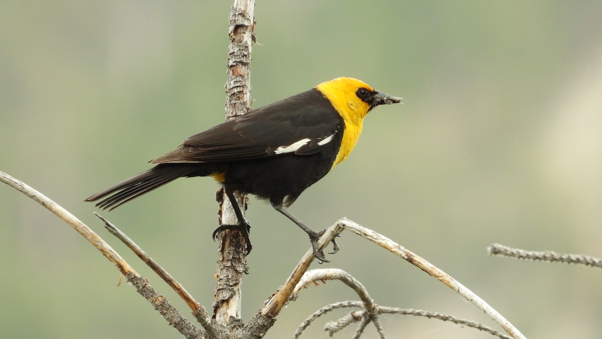 Yellow-headed Blackbird - ML620017884