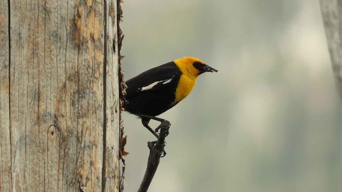 Yellow-headed Blackbird - ML620017885