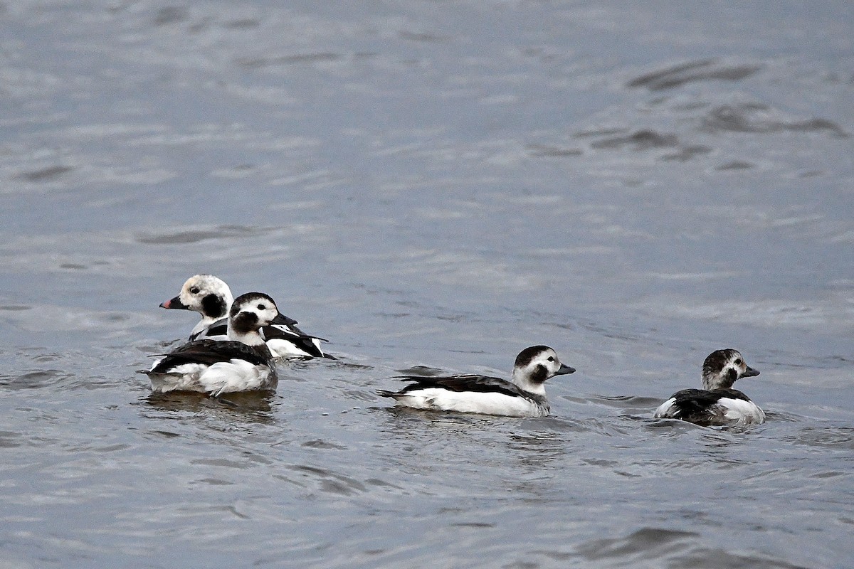 Long-tailed Duck - ML620017887