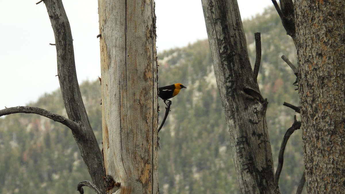 Yellow-headed Blackbird - ML620017888